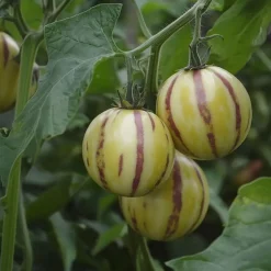 Plant in a Box Meloenpeer - Set van 6 - Solanum Muricatum 'Pepino gold' - Hoogte 25-40cm - ⌀9cm Clearance