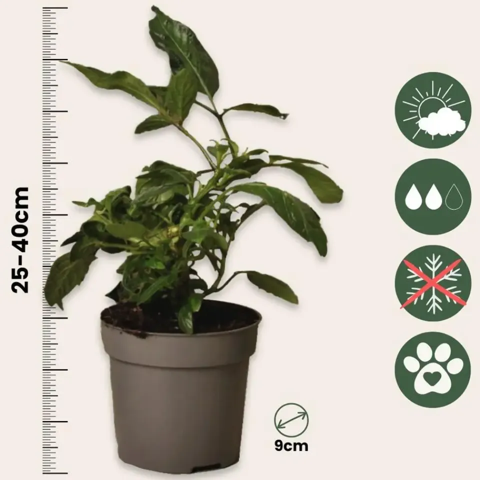 Plant in a Box Meloenpeer - Set van 6 - Solanum Muricatum 'Pepino gold' - Hoogte 25-40cm - ⌀9cm Clearance