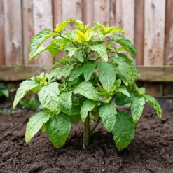 Plant in a Box Meloenpeer - Set van 6 - Solanum Muricatum 'Pepino gold' - Hoogte 25-40cm - ⌀9cm Clearance