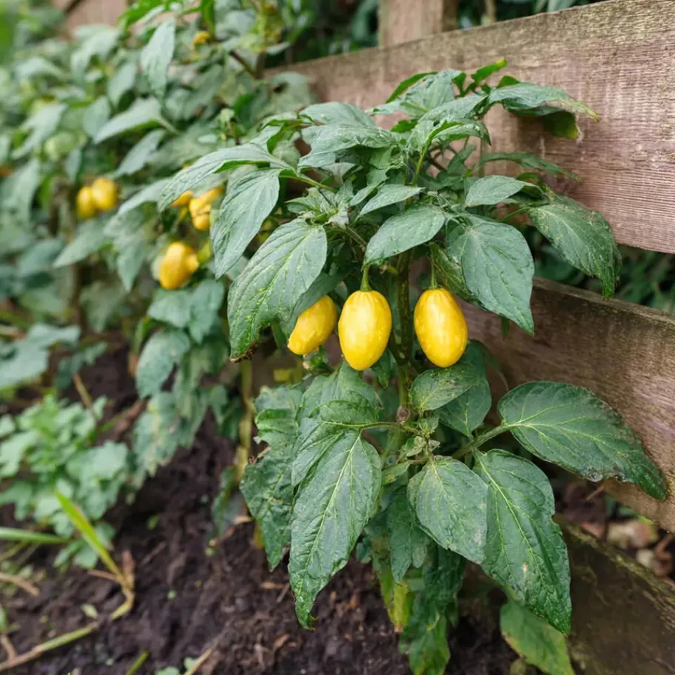 Plant in a Box Meloenpeer - Set van 6 - Solanum Muricatum 'Pepino gold' - Hoogte 25-40cm - ⌀9cm Clearance