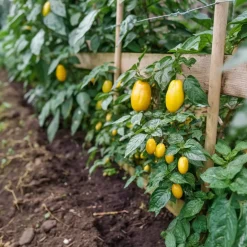 Plant in a Box Meloenpeer - Set van 6 - Solanum Muricatum 'Pepino gold' - Hoogte 25-40cm - ⌀9cm Clearance