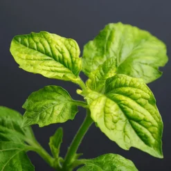 Plant in a Box Meloenpeer - Set van 6 - Solanum Muricatum 'Pepino gold' - Hoogte 25-40cm - ⌀9cm Clearance