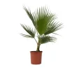 Plant in a Box Mexicaanse waaierpalm - Washingtonia robusta - Hoogte 70-90cm - ⌀21cm Online