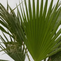 Plant in a Box Mexicaanse waaierpalm - Washingtonia robusta - Hoogte 70-90cm - ⌀21cm Online