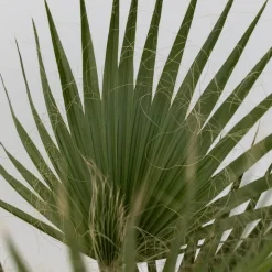 Plant in a Box Mexicaanse waaierpalm - Washingtonia robusta - Hoogte 70-90cm - ⌀21cm Online