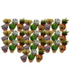 Plant in a Box Mini-vetplanten - Set van 60 - Succulentenmix - Hoogte 5-10cm - ⌀5,5cm Hot