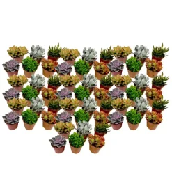Plant in a Box Mini-vetplanten - Set van 60 - Succulentenmix - Hoogte 5-10cm - ⌀5,5cm Hot