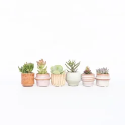 Plant in a Box Mini-vetplanten - Set van 60 - Succulentenmix - Hoogte 5-10cm - ⌀5,5cm Hot
