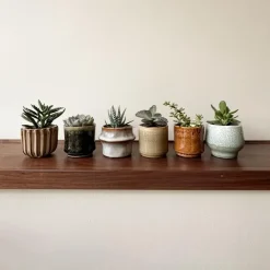 Plant in a Box Mini-vetplanten - Set van 6 - Succulent Mix - Hoogte 5-10cm - ⌀5,5cm Online