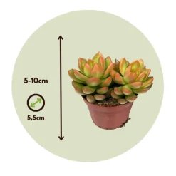 Plant in a Box Mini-vetplanten - Set van 6 - Succulent Mix - Hoogte 5-10cm - ⌀5,5cm Online