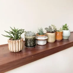 Plant in a Box Mini-vetplanten - Set van 6 - Succulent Mix - Hoogte 5-10cm - ⌀5,5cm Online