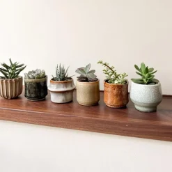 Plant in a Box Mini-vetplanten - Set van 6 - Succulent Mix - Hoogte 5-10cm - ⌀5,5cm Online