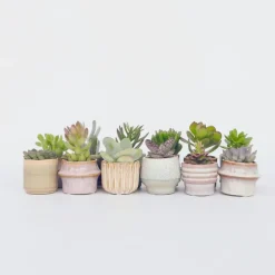 Plant in a Box Mini-vetplanten - Set van 12 - Succulent Mix - Hoogte 5-10cm - ⌀5,5cm Online