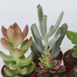 Plant in a Box Mini-vetplanten - Set van 12 - Succulent Mix - Hoogte 5-10cm - ⌀5,5cm Online