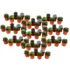Plant in a Box Mix cactus - Set van 60 - Cactus - Hoogte 5-10cm - ⌀5,5cm Best