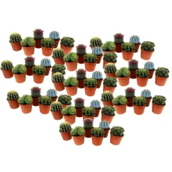 Plant in a Box Mix cactus - Set van 60 - Cactus - Hoogte 5-10cm - ⌀5,5cm Best
