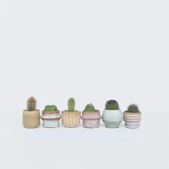 Plant in a Box Mix cactus - Set van 60 - Cactus - Hoogte 5-10cm - ⌀5,5cm Best