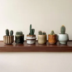 Plant in a Box Mix cactus - Set van 60 - Cactus - Hoogte 5-10cm - ⌀5,5cm Best