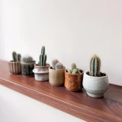 Plant in a Box Mix cactus - Set van 60 - Cactus - Hoogte 5-10cm - ⌀5,5cm Best