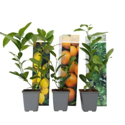 Plant in a Box Mix fruitbomen - Set van 3 - Citrus limon - Hoogte 25-40cm - ⌀9cm Online