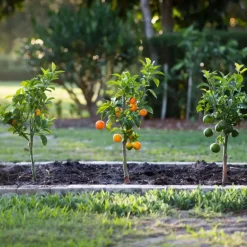 Plant in a Box Mix fruitbomen - Set van 3 - Citrus limon - Hoogte 25-40cm - ⌀9cm Online