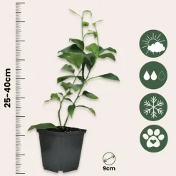 Plant in a Box Mix fruitbomen - Set van 3 - Citrus limon - Hoogte 25-40cm - ⌀9cm Online