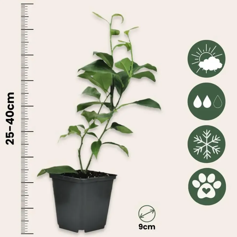 Plant in a Box Mix fruitbomen - Set van 3 - Citrus limon - Hoogte 25-40cm - ⌀9cm Online