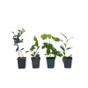 Plant in a Box Mix fruitbomen - Set van 4 - Hoogte 25-40cm - ⌀9cm Sale