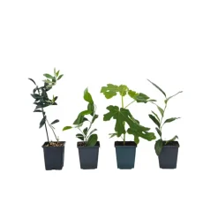 Plant in a Box Mix fruitbomen - Set van 4 - Hoogte 25-40cm - ⌀9cm Sale