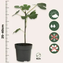 Plant in a Box Mix fruitbomen - Set van 4 - Hoogte 25-40cm - ⌀9cm Sale