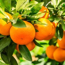 Plant in a Box Mix fruitbomen - Set van 4 - Hoogte 25-40cm - ⌀9cm Sale