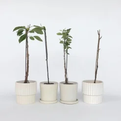 Plant in a Box Mix fruitzuilen - Set van 8 - Malus, Pryus, Prunus - Hoogte 60-70cm - ⌀9cm