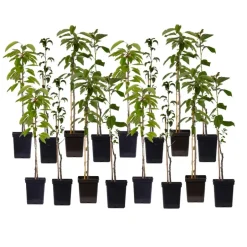 Plant in a Box Mix fruitzuilen - Set van 16 - Malus, Pryus, Prunus - Hoogte 60-70cm - ⌀9cm Online