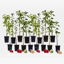 Plant in a Box Mix fruitzuilen - Set van 16 - Malus, Pryus, Prunus - Hoogte 60-70cm - ⌀9cm Online