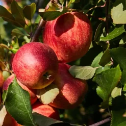 Plant in a Box Mix fruitzuilen - Set van 16 - Malus, Pryus, Prunus - Hoogte 60-70cm - ⌀9cm Online