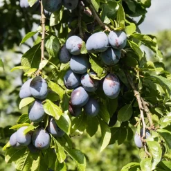 Plant in a Box Mix fruitzuilen - Set van 16 - Malus, Pryus, Prunus - Hoogte 60-70cm - ⌀9cm Online