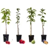 Plant in a Box Mix fruitzuilen - Set van 4 - Malus, Pryus, Prunus - Hoogte 60-70cm - ⌀9cm Clearance