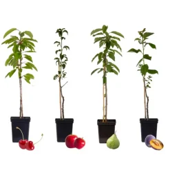 Plant in a Box Mix fruitzuilen - Set van 4 - Malus, Pryus, Prunus - Hoogte 60-70cm - ⌀9cm Clearance