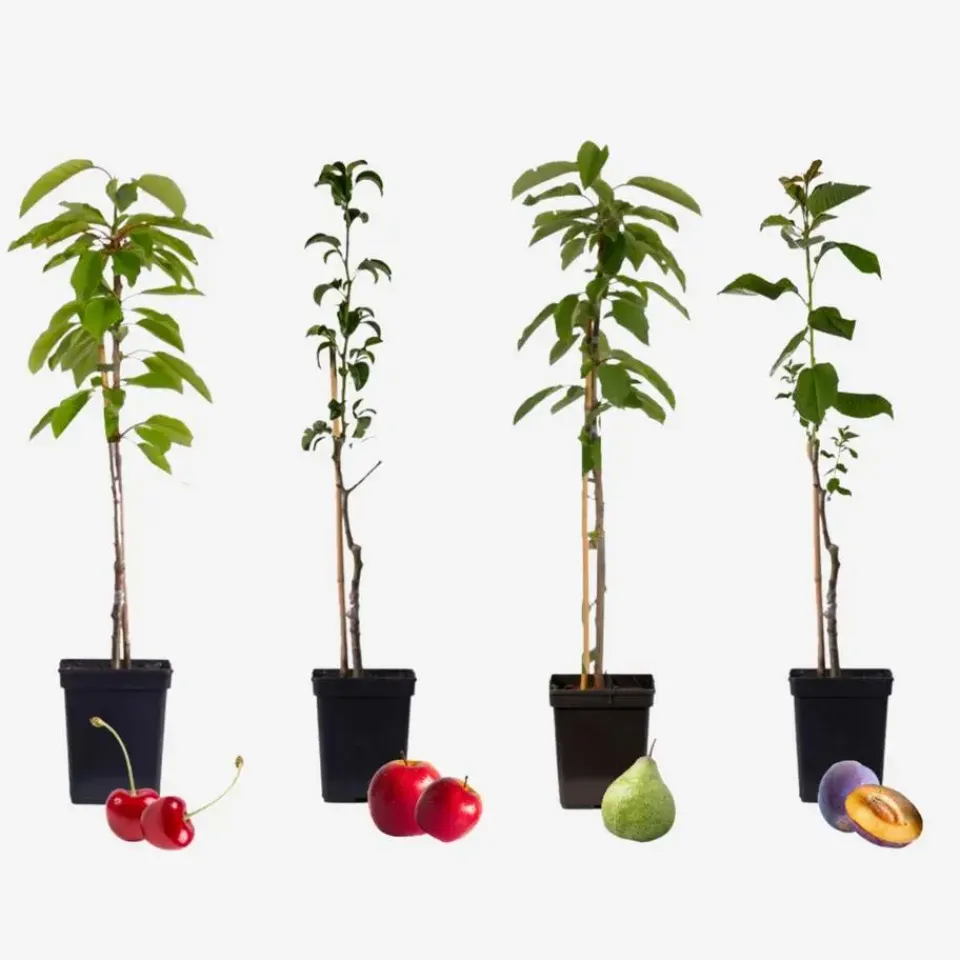 Plant in a Box Mix fruitzuilen - Set van 4 - Malus, Pryus, Prunus - Hoogte 60-70cm - ⌀9cm Clearance