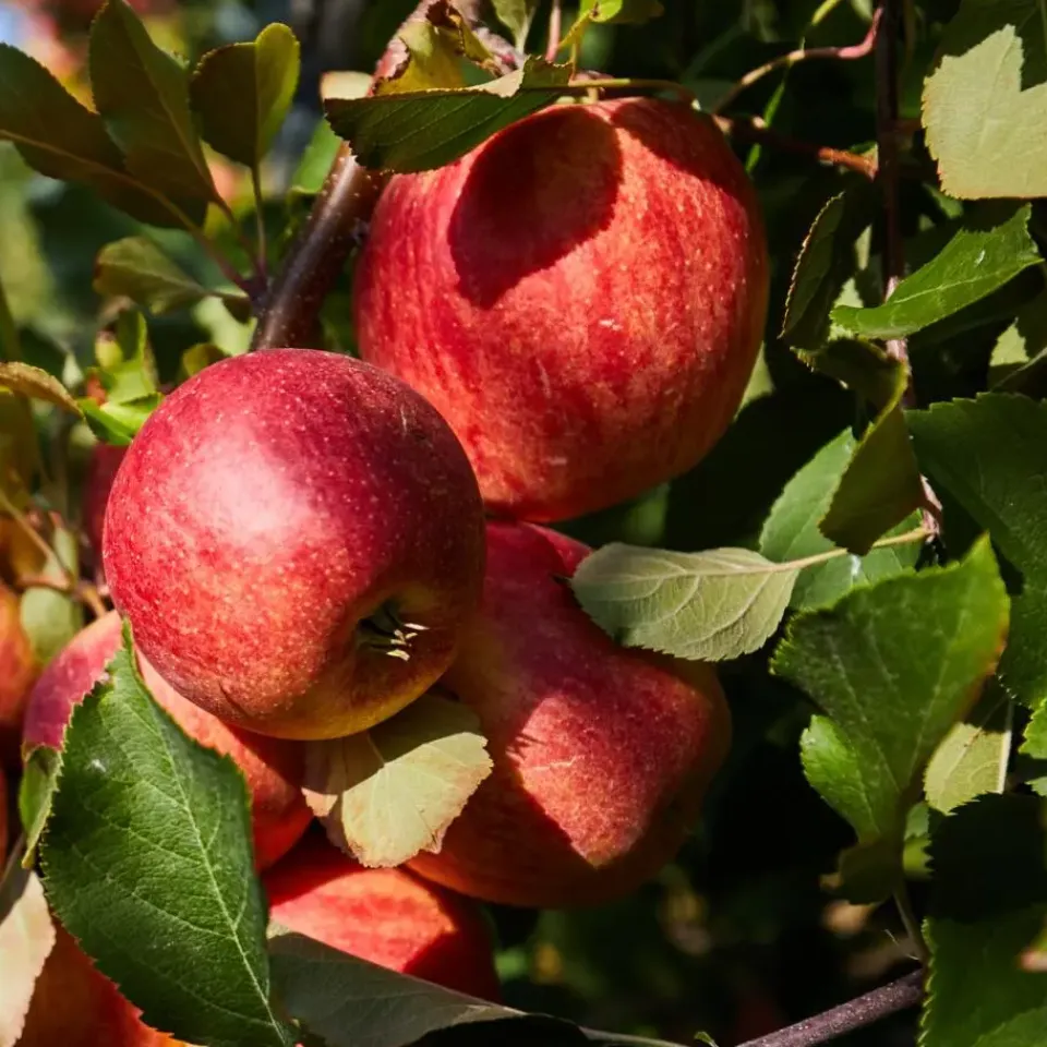 Plant in a Box Mix fruitzuilen - Set van 4 - Malus, Pryus, Prunus - Hoogte 60-70cm - ⌀9cm Clearance