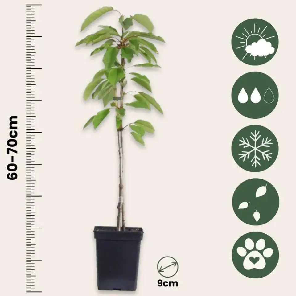 Plant in a Box Mix fruitzuilen - Set van 4 - Malus, Pryus, Prunus - Hoogte 60-70cm - ⌀9cm Clearance
