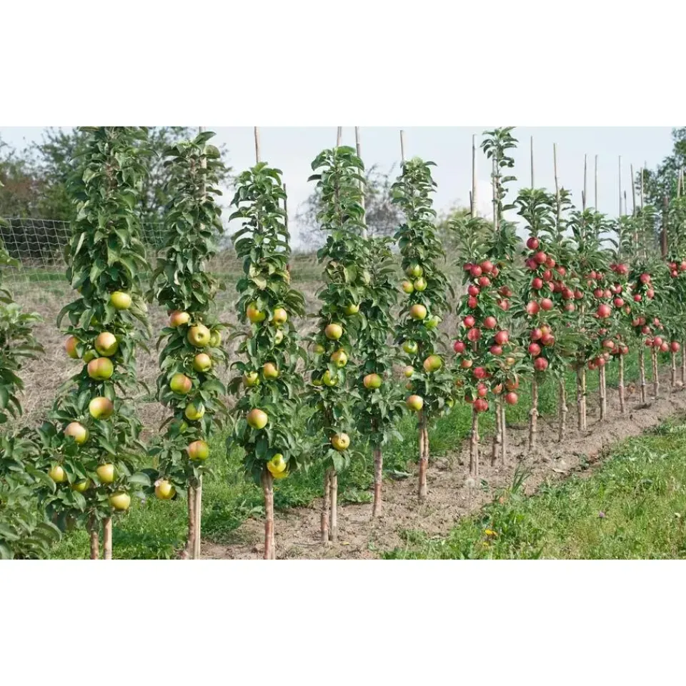 Plant in a Box Mix fruitzuilen - Set van 4 - Malus, Pryus, Prunus - Hoogte 60-70cm - ⌀9cm Clearance