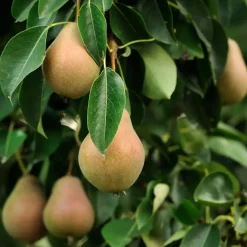 Plant in a Box Mix fruitzuilen - Set van 4 - Malus, Pryus, Prunus - Hoogte 60-70cm - ⌀9cm Clearance