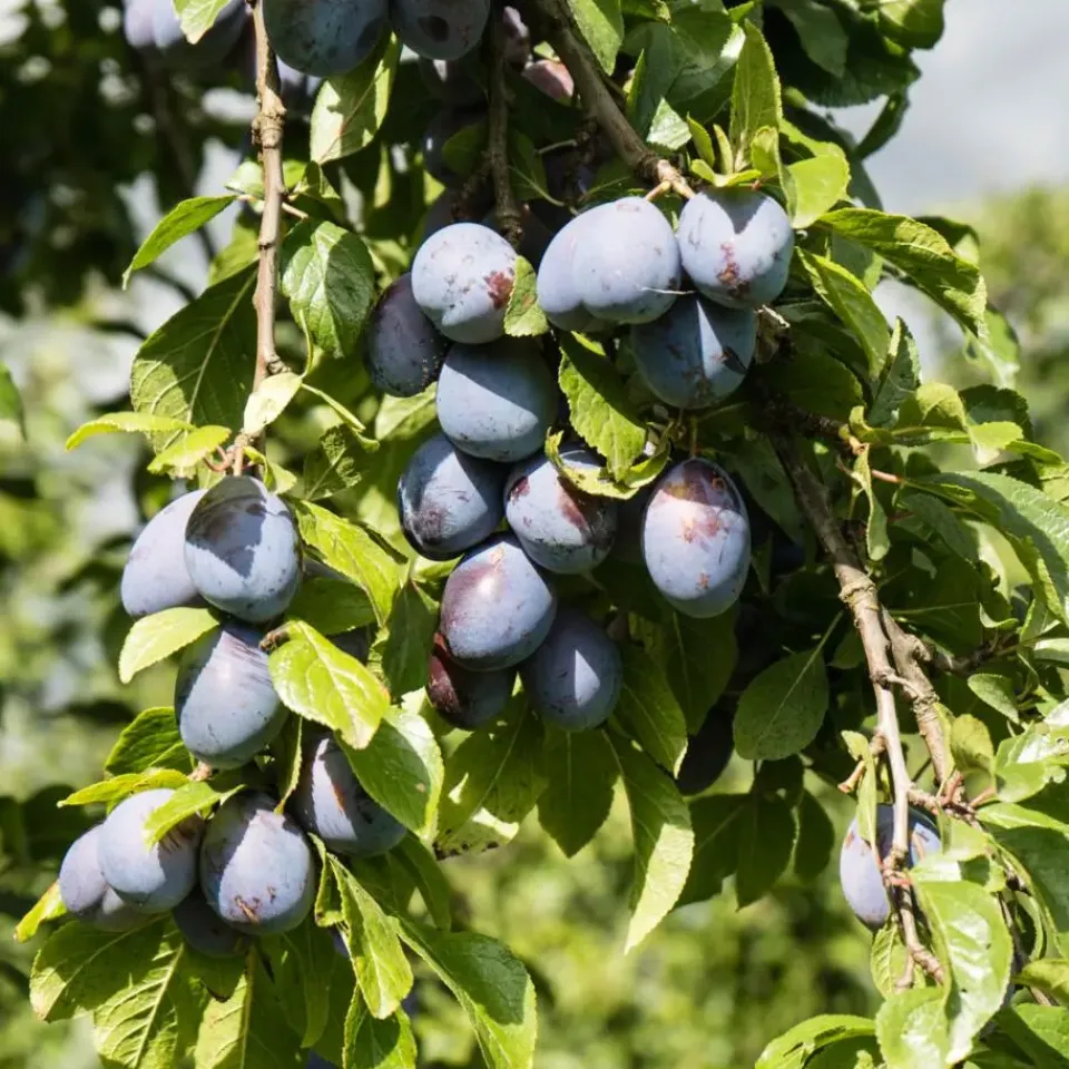 Plant in a Box Mix fruitzuilen - Set van 4 - Malus, Pryus, Prunus - Hoogte 60-70cm - ⌀9cm Clearance