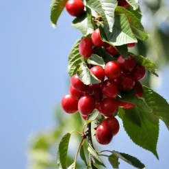 Plant in a Box Mix fruitzuilen - Set van 4 - Malus, Pryus, Prunus - Hoogte 60-70cm - ⌀9cm Clearance