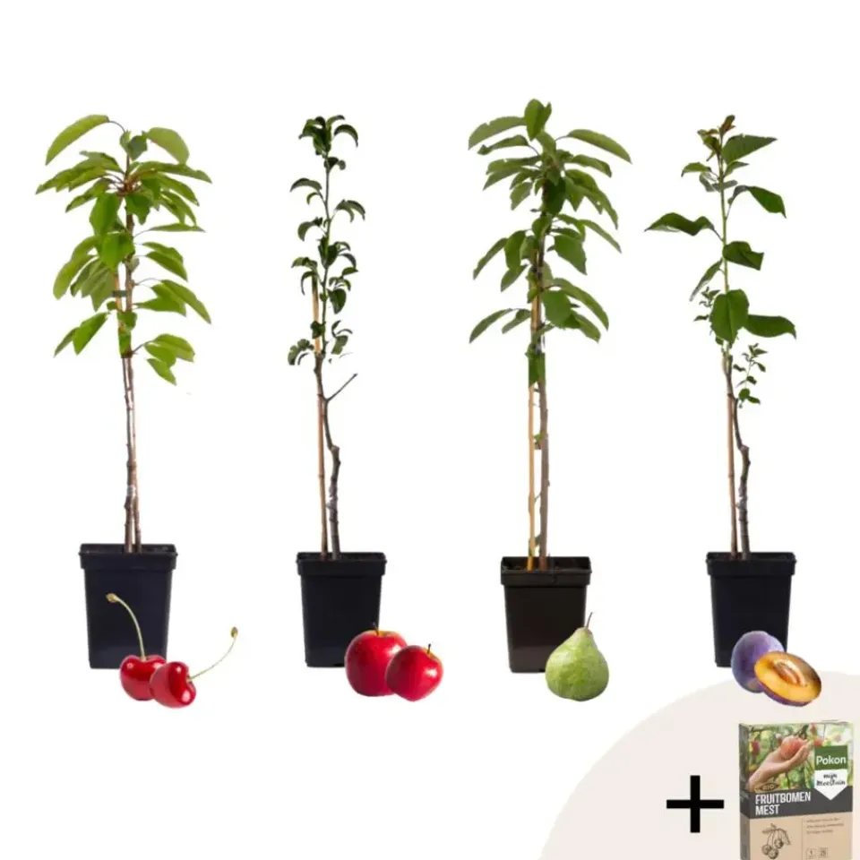 Plant in a Box Mix fruitzuilen met plantenvoeding - Set van 4 - Hoogte 60-70cm - ⌀9cm Discount