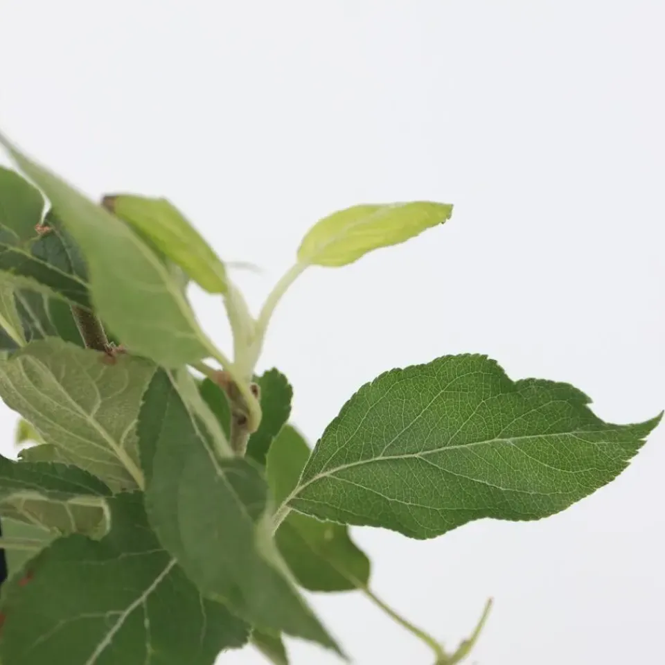 Plant in a Box Mix fruitzuilen met plantenvoeding - Set van 4 - Hoogte 60-70cm - ⌀9cm Discount