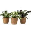 Plant in a Box Mix van 3 kamerplanten incl. mandjes - Hoogte 25-40cm - ⌀12cm Discount