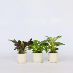 Plant in a Box Mix van 3 kamerplanten incl. mandjes - Hoogte 25-40cm - ⌀12cm Discount