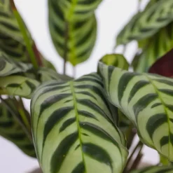 Plant in a Box Mix van 3 kamerplanten incl. mandjes - Hoogte 25-40cm - ⌀12cm Discount